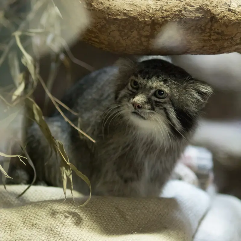 A photograph of Klyon in Ueno Zoological Gardens