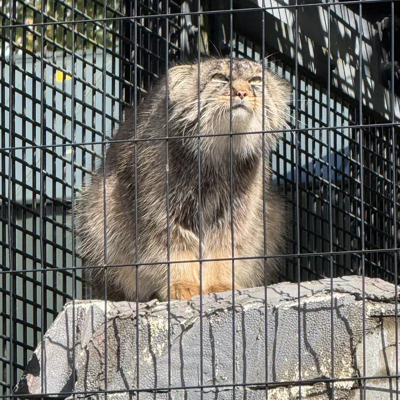A photograph of Hide in Asahiyama Zoo