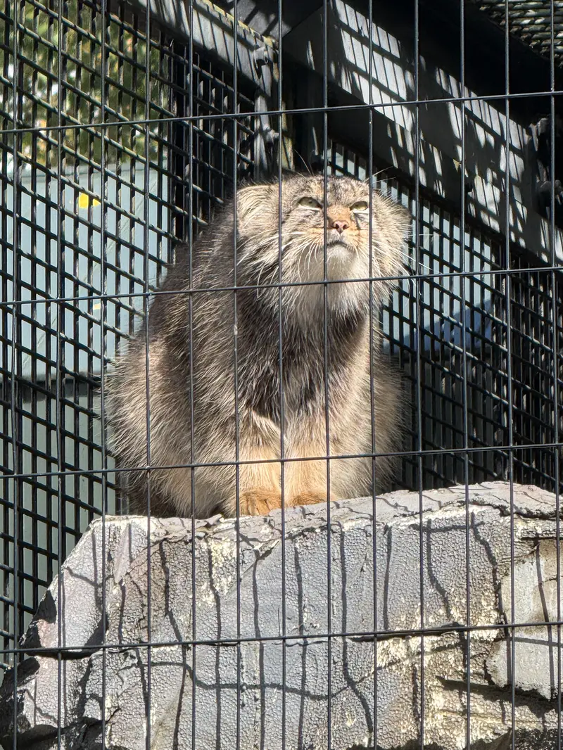 A photograph of Hide in Asahiyama Zoo