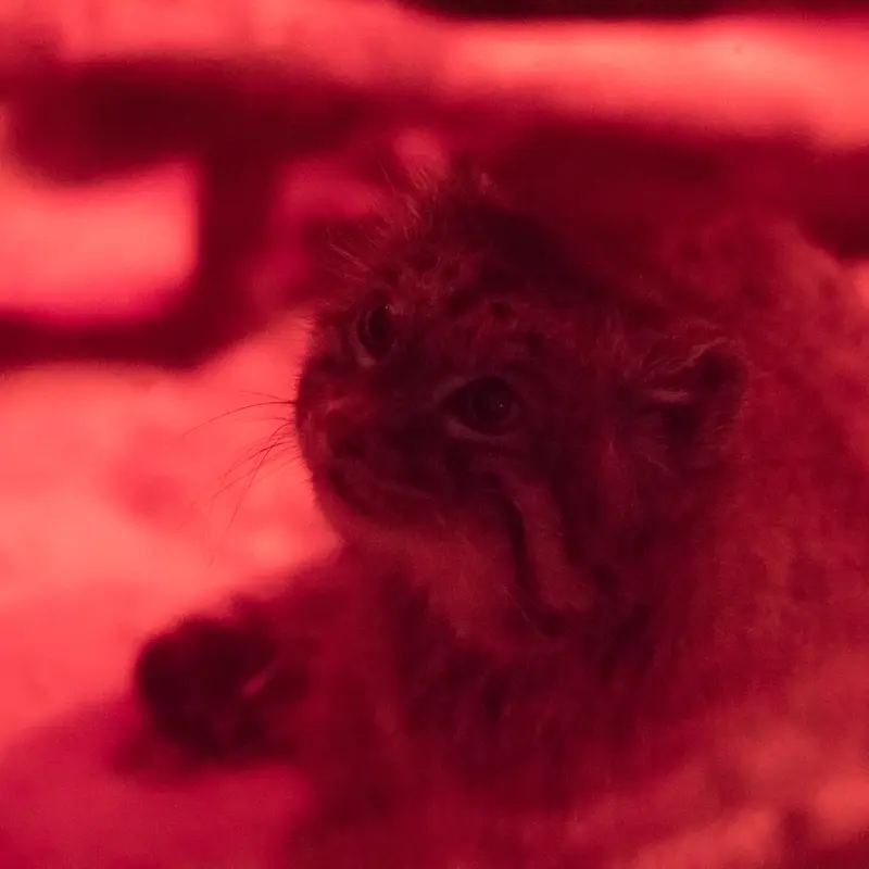 A photograph of Naim in Ueno Zoological Gardens