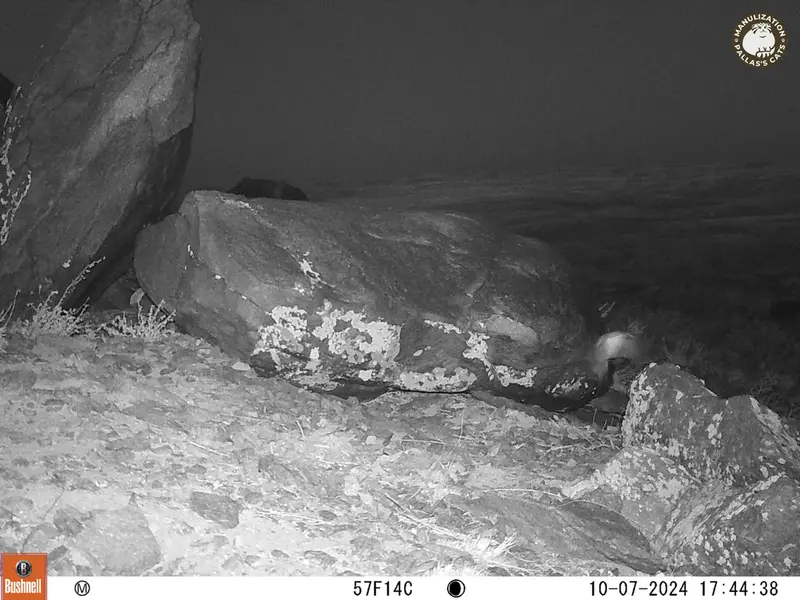 A photograph of a Pallas&#039;s cat from Koshkar camera trap