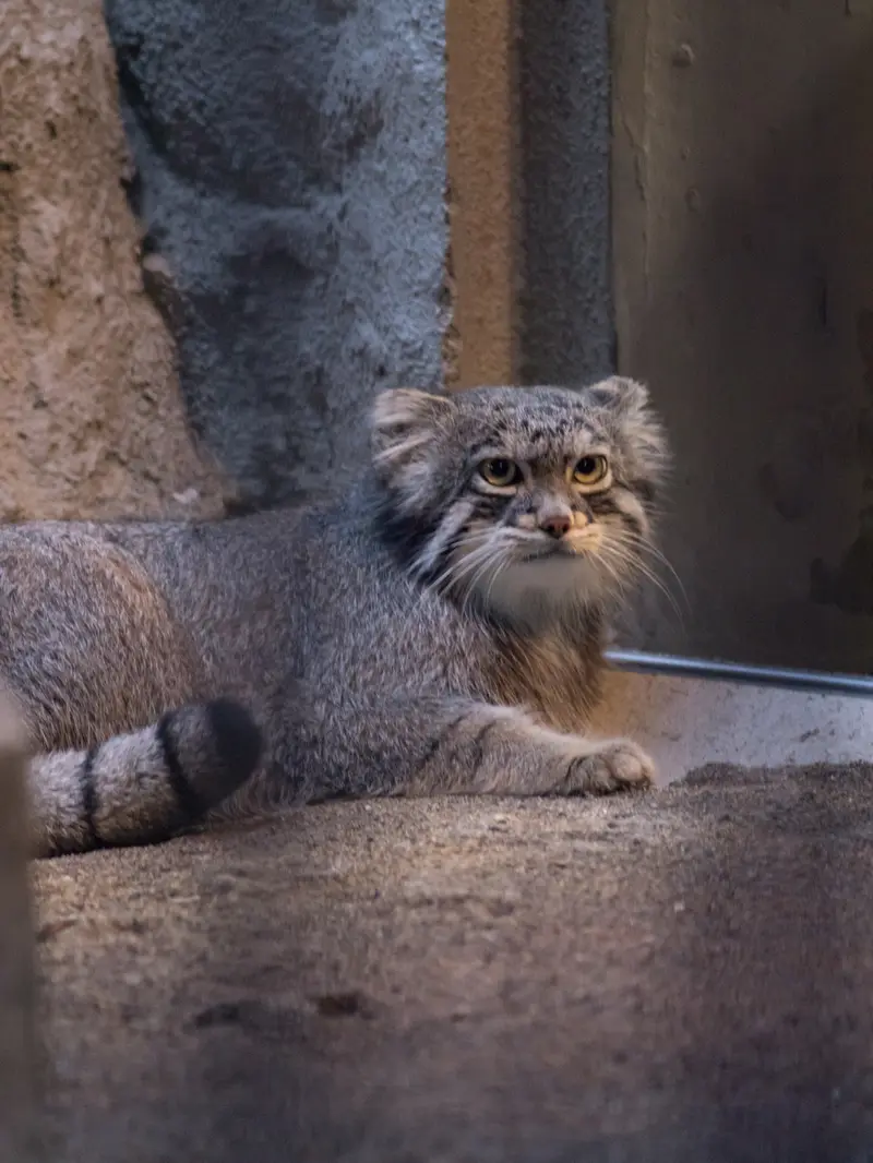 A photograph of Figa in Nogeyama Zoo