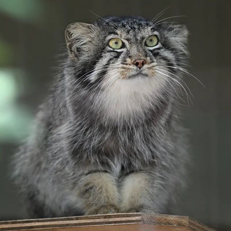 A photograph of Yasu in Higashiyama Zoo and Botanical Gardens