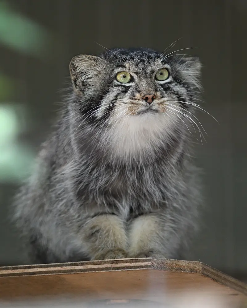 A photograph of Yasu in Higashiyama Zoo and Botanical Gardens