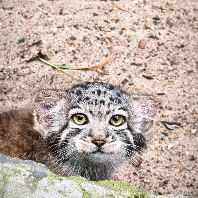 A photograph of Kitten of Eve b.2026 Ⅱ in Novosibirsk Zoo