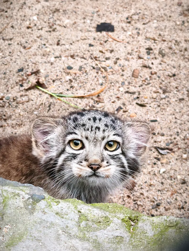 A photograph of Kitten of Eve b.2026 Ⅱ in Novosibirsk Zoo