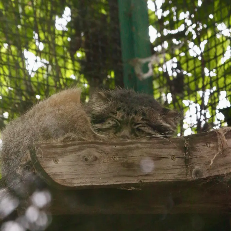 A photograph of Bohus in Budapest Zoo & Botanical Garden