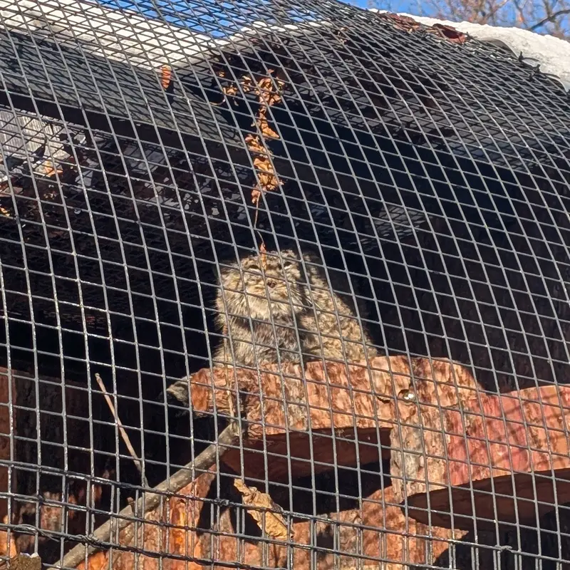 A photograph of Sven in Leningrad zoo