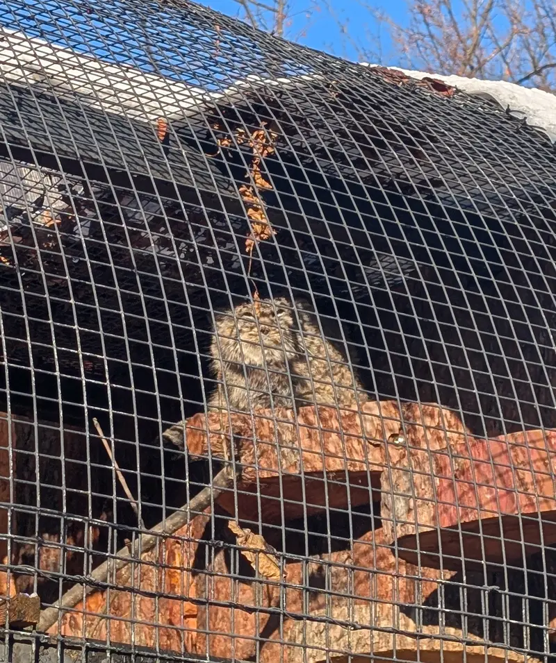 A photograph of Sven in Leningrad zoo