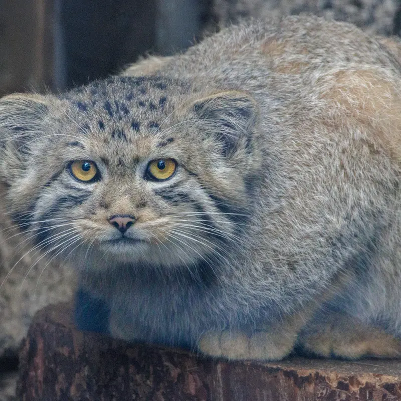 A photograph of a Pallas's cat in Leningrad zoo