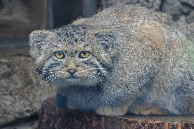 A photograph of a Pallas's cat in Leningrad zoo