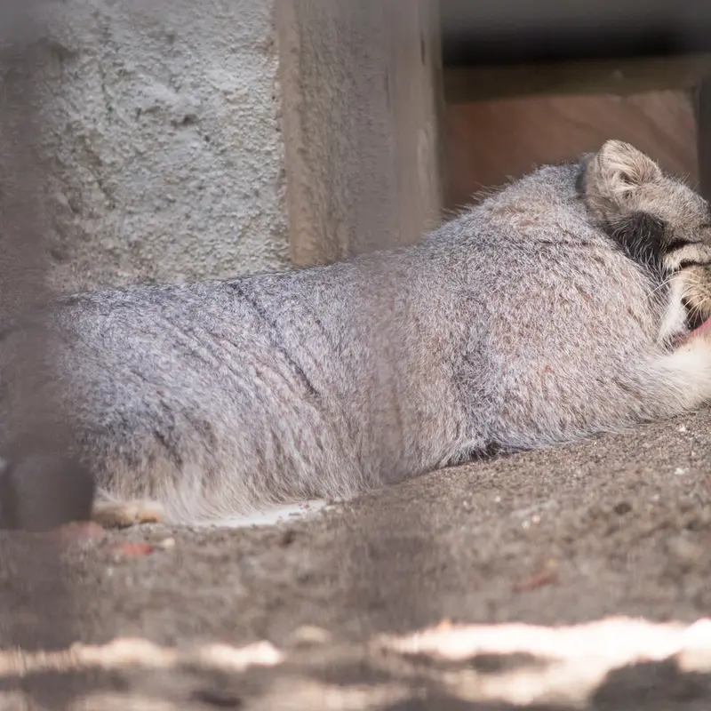 A photograph of Figa in Nogeyama Zoo