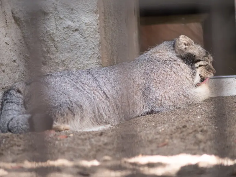 A photograph of Figa in Nogeyama Zoo