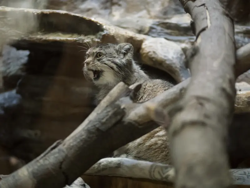 A photograph of Primula in Ueno Zoological Gardens