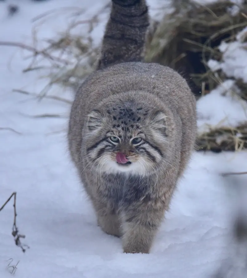 A photograph of a Pallas's cat in Novosibirsk Zoo