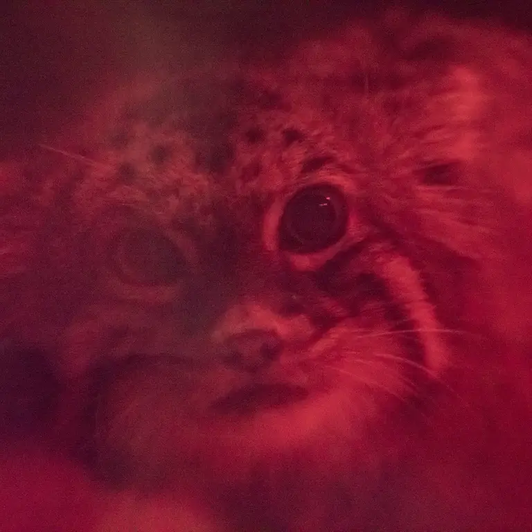 A photograph of Naim in Ueno Zoological Gardens