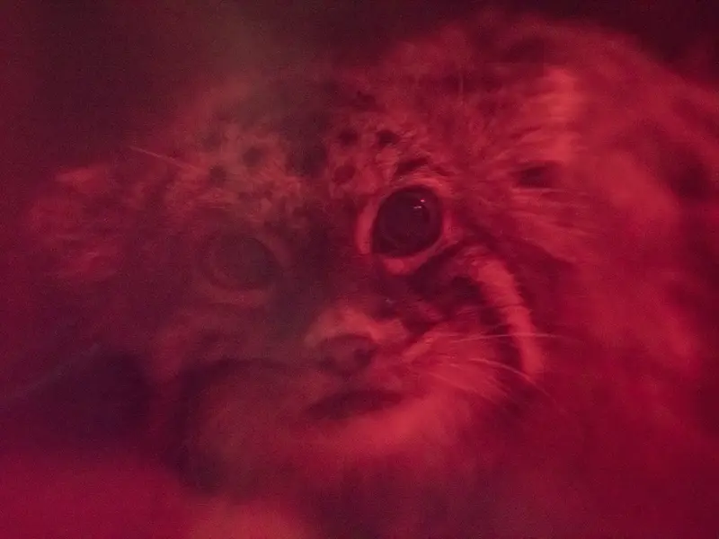 A photograph of Naim in Ueno Zoological Gardens