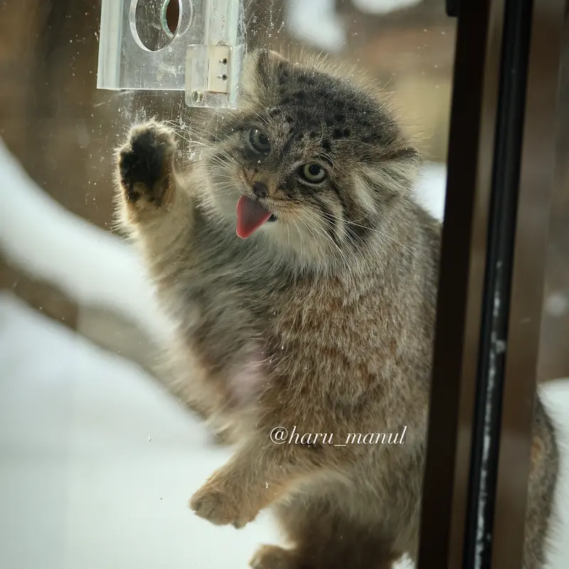 A photograph of Polly in Nasu Animal Kingdom