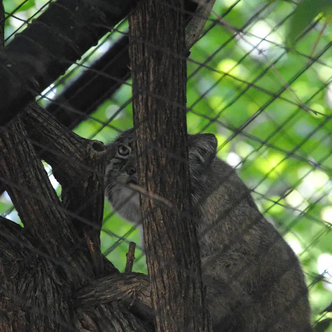A photograph of Mushu in Cincinnati Zoo