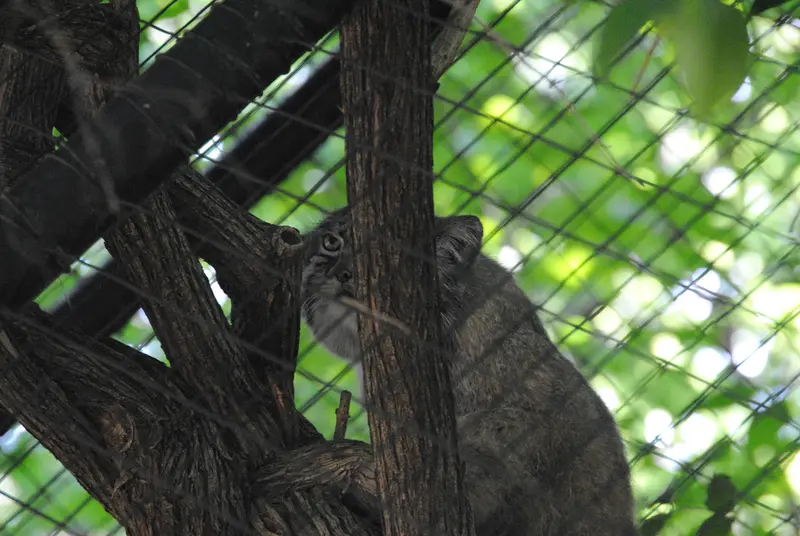 A photograph of Mushu in Cincinnati Zoo