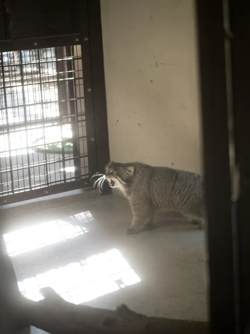 A photograph of Figa in Nogeyama Zoo