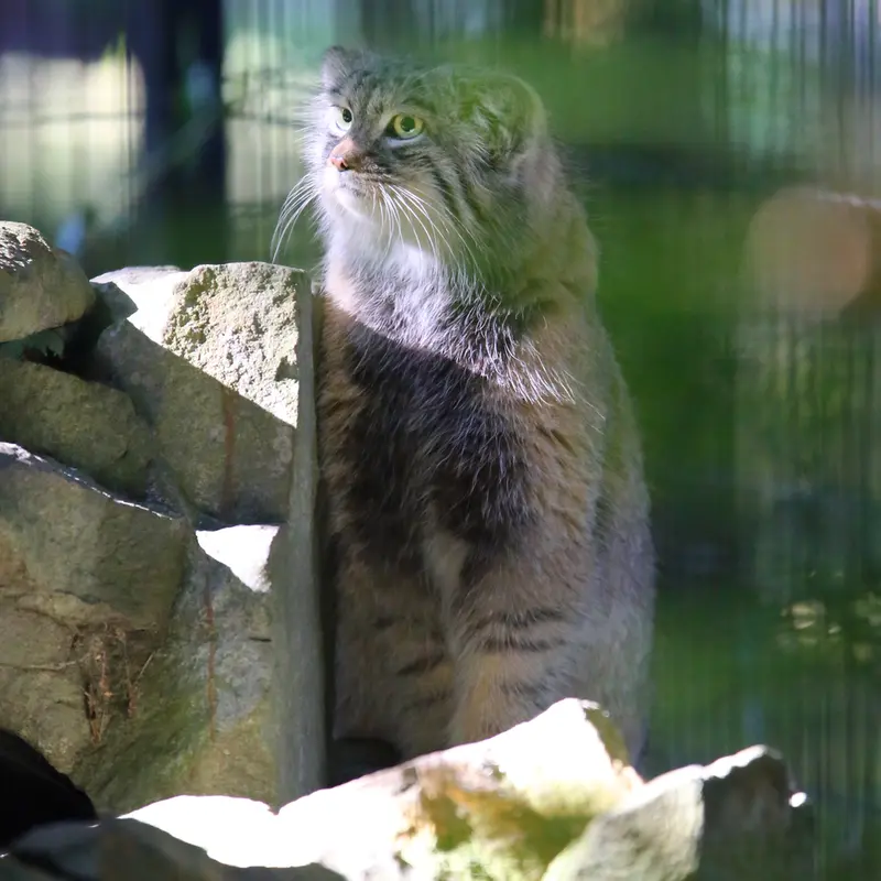 A photograph of Tsas in Kraków Zoo