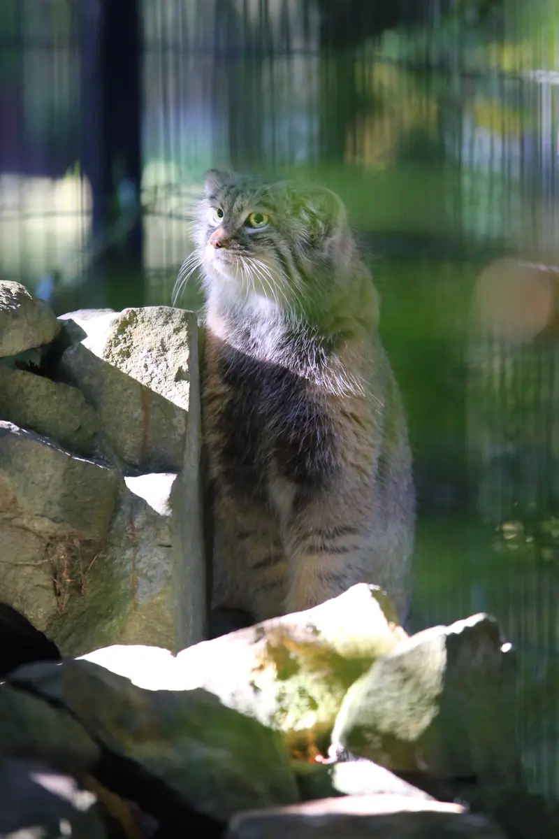 A photograph of Tsas in Kraków Zoo