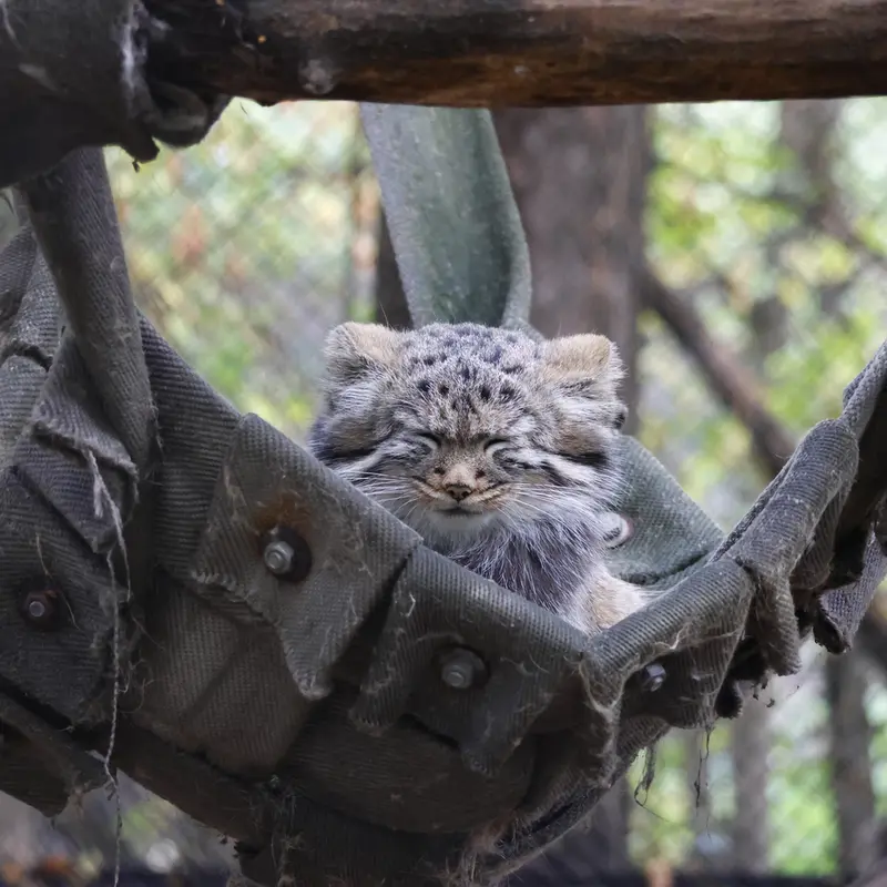 A photograph of Georgette in Novosibirsk Zoo