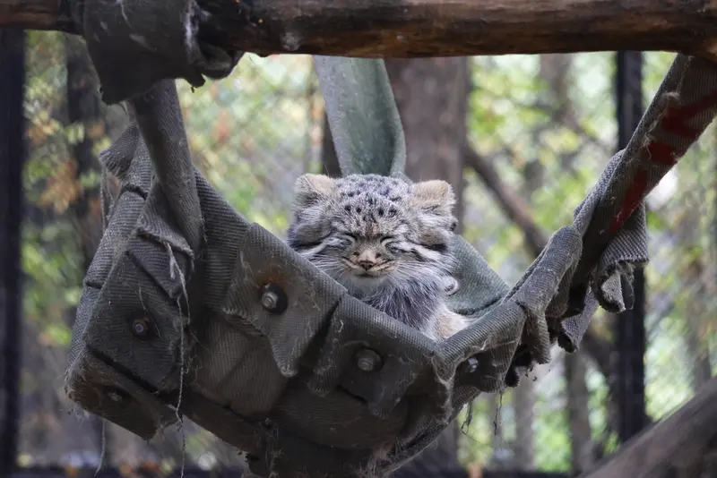 A photograph of a Pallas's cat in Novosibirsk Zoo