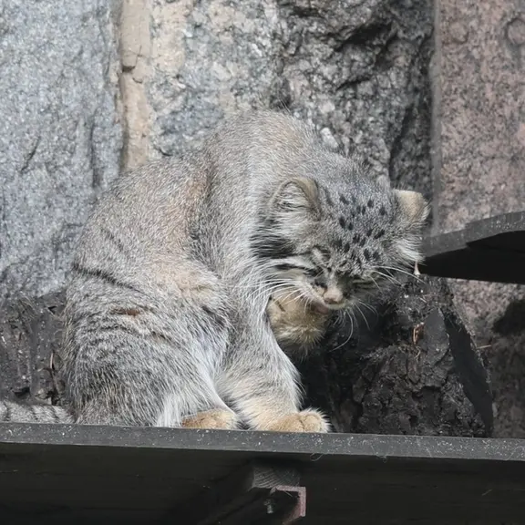 A photograph of a Pallas's cat in Moscow zoo