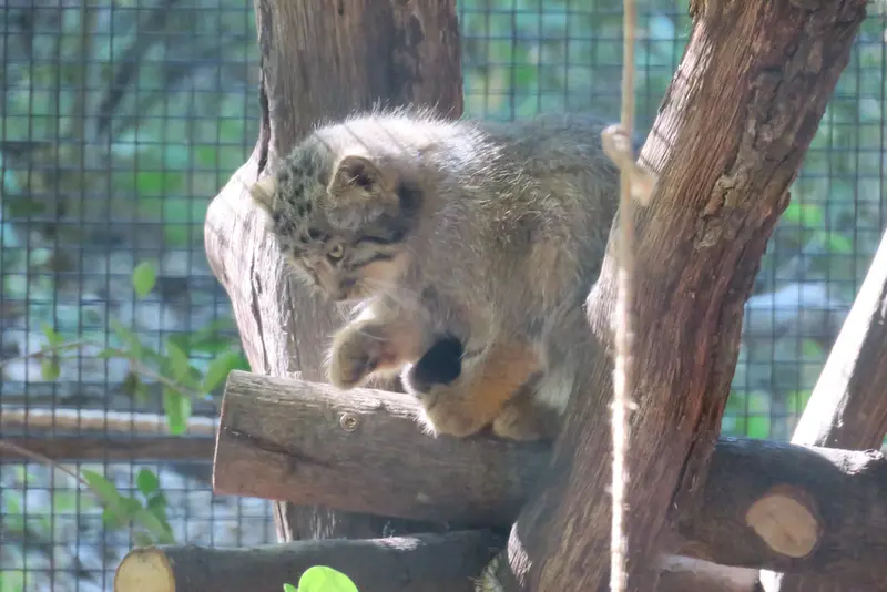 A photograph of a Pallas's cat in Brno Zoo
