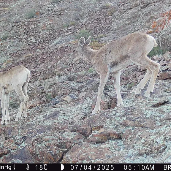 A photograph of Argali from Janator [new] camera trap