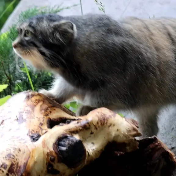 A photograph of a Pallas's cat in Moscow zoo