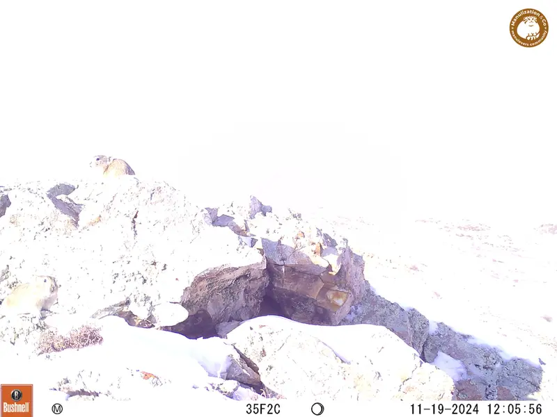 A photograph of Pika from Besshoky 1 camera trap