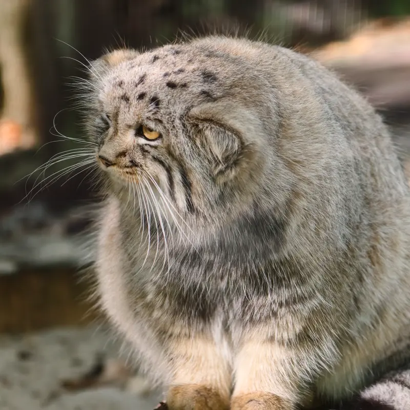 A photograph of Kitten of Alani b.2026 Ⅱ in Košice Zoo