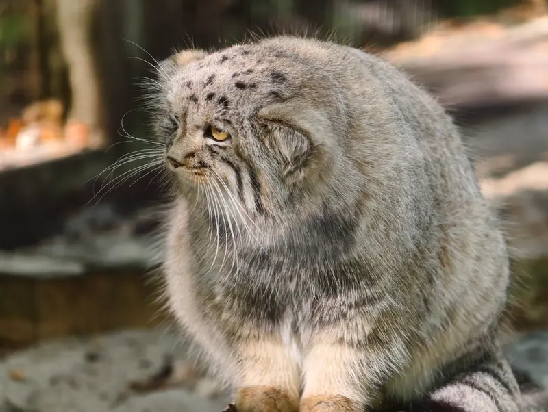 A photograph of Kitten of Alani b.2026 Ⅱ in Košice Zoo