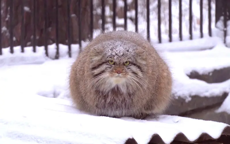 A photograph of Bayun in Novosibirsk Zoo