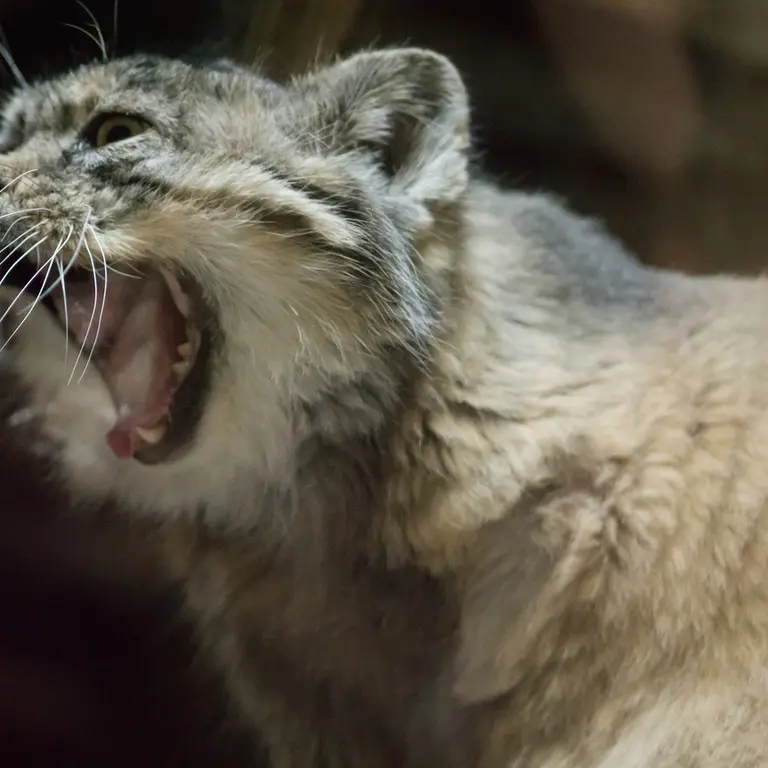 A photograph of Primula in Ueno Zoological Gardens