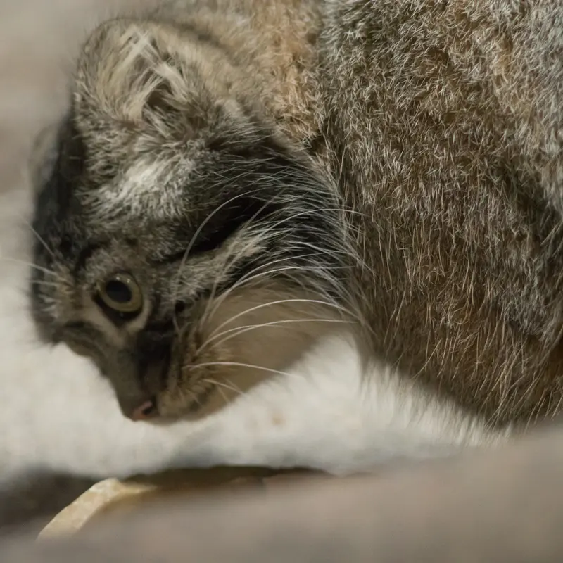 A photograph of Shafran in Ueno Zoological Gardens