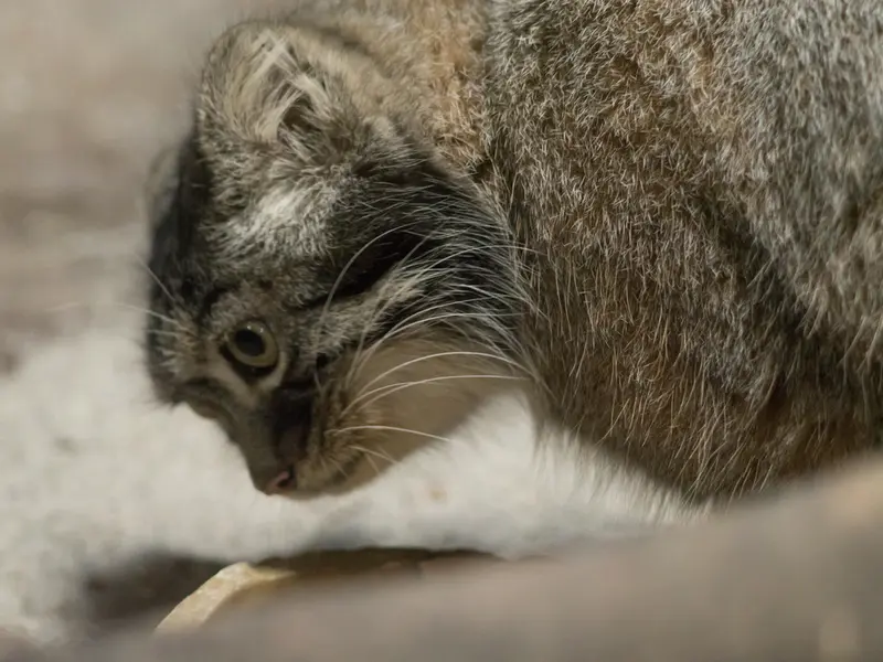 A photograph of Shafran in Ueno Zoological Gardens