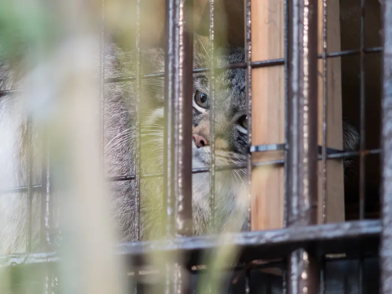 A photograph of Figa in Nogeyama Zoo