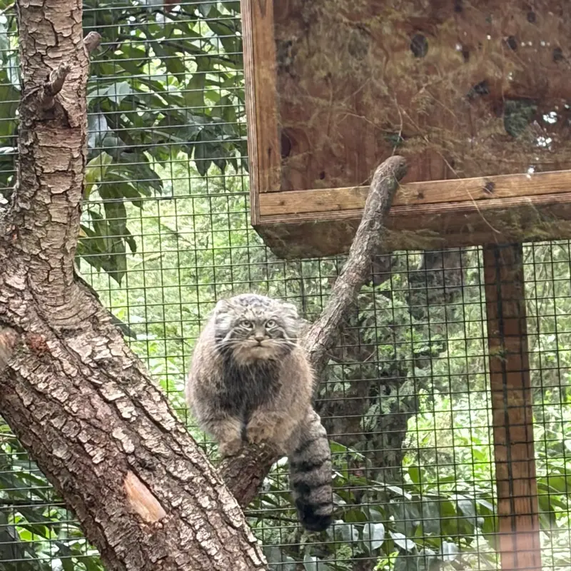 A photograph of Sayan in Cotswold Wildlife Park and Gardens