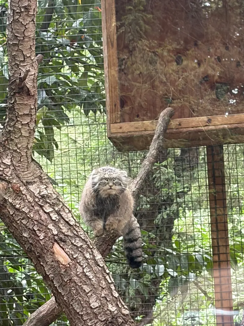 A photograph of Sayan in Cotswold Wildlife Park and Gardens