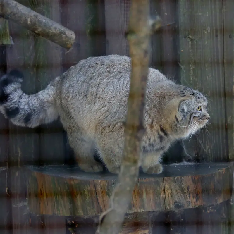 A photograph of Kitten of Alani b.2026 Ⅰ in Košice Zoo