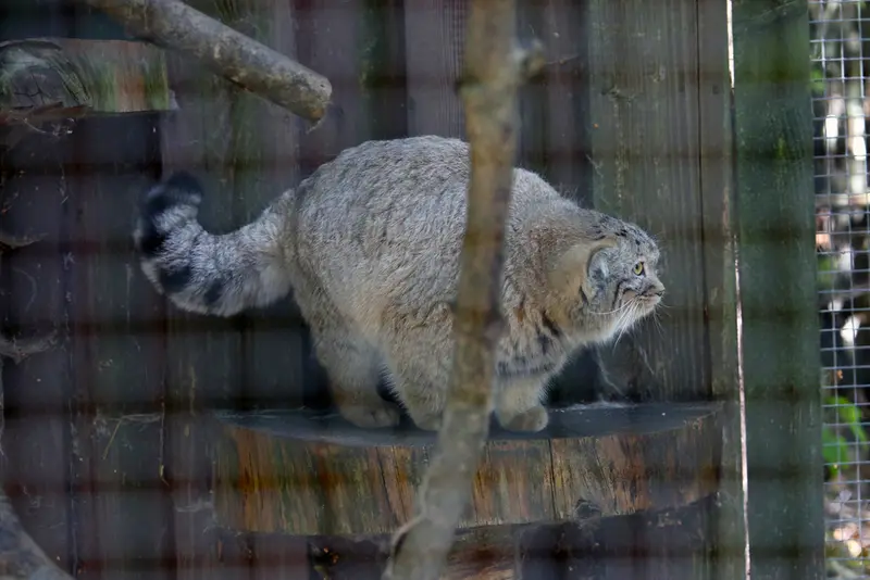 A photograph of Kitten of Alani b.2026 Ⅰ in Košice Zoo