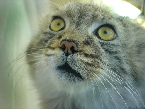 What do Pallas’s cats and “Sex and the City” have in common?