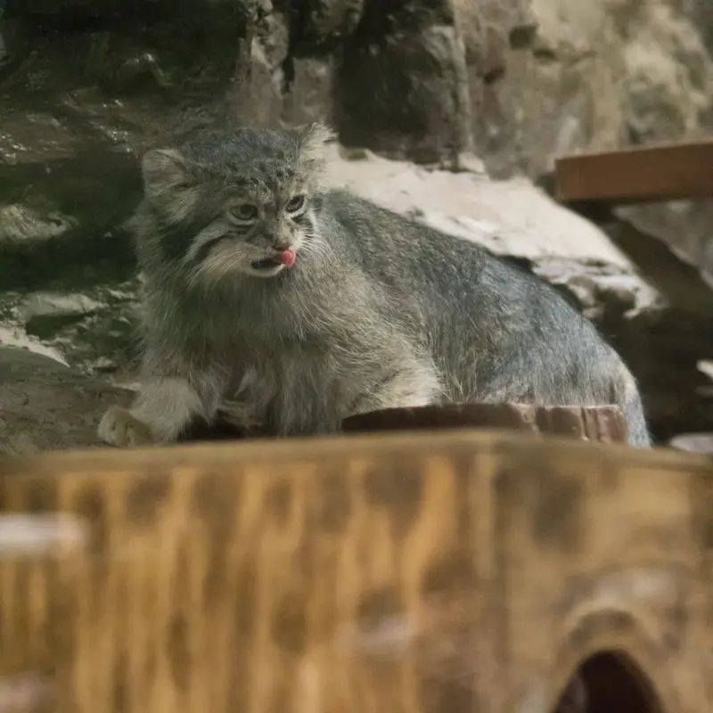 A photograph of Klyon in Ueno Zoological Gardens