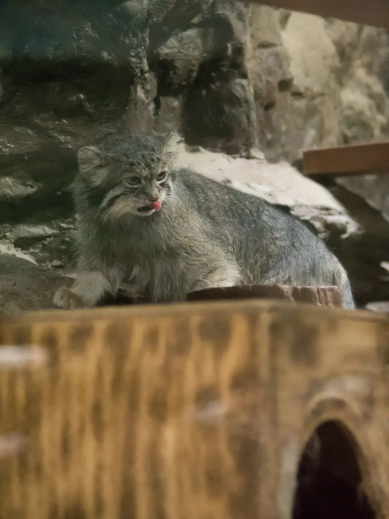A photograph of Klyon in Ueno Zoological Gardens