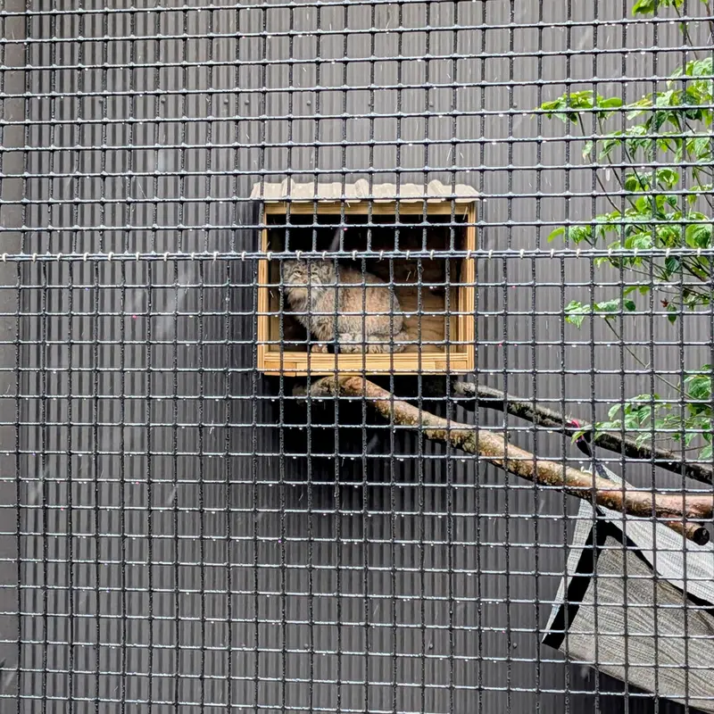 A photograph of Reza in Elmwood Park Zoo