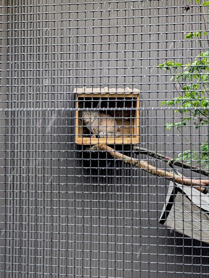 A photograph of Reza in Elmwood Park Zoo